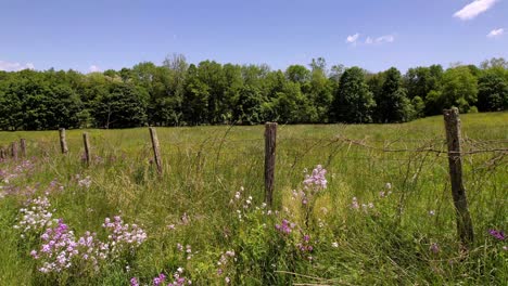 Wildblumen-Säumen-Den-Zaun-In-Der-Nähe-Von-Saltville,-Virginia,-Alte-Und-Antike-Antennen