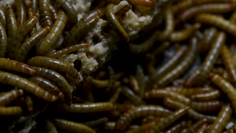 The-Mealworm-is-a-species-of-Darkling-Beetle-used-to-feed-pets-like-fish,-snakes,-birds,-and-frogs