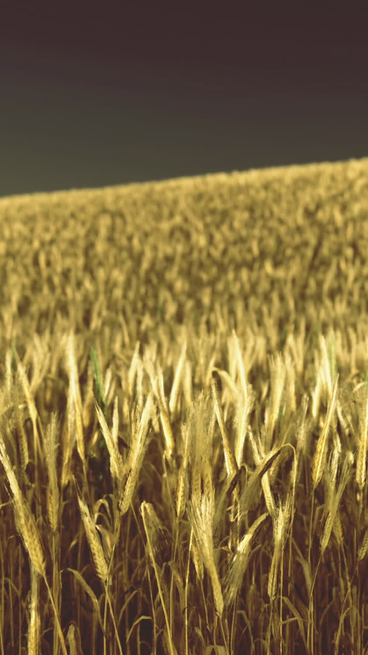 Un campo ondulato di grano dorato sotto un caldo cielo al tramonto rivela la bellezza della natura