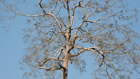 bare tree against blue sky, khao yai national park, thailand, this tree moves with the afternoon wind as it is seen bare and dry ready for summer