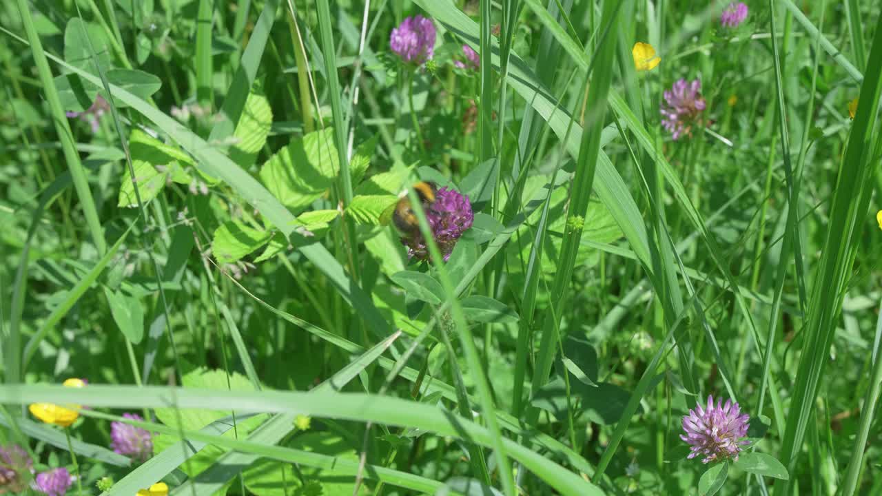 abejorro bebiendo néctar de una flor de trébol en un prado