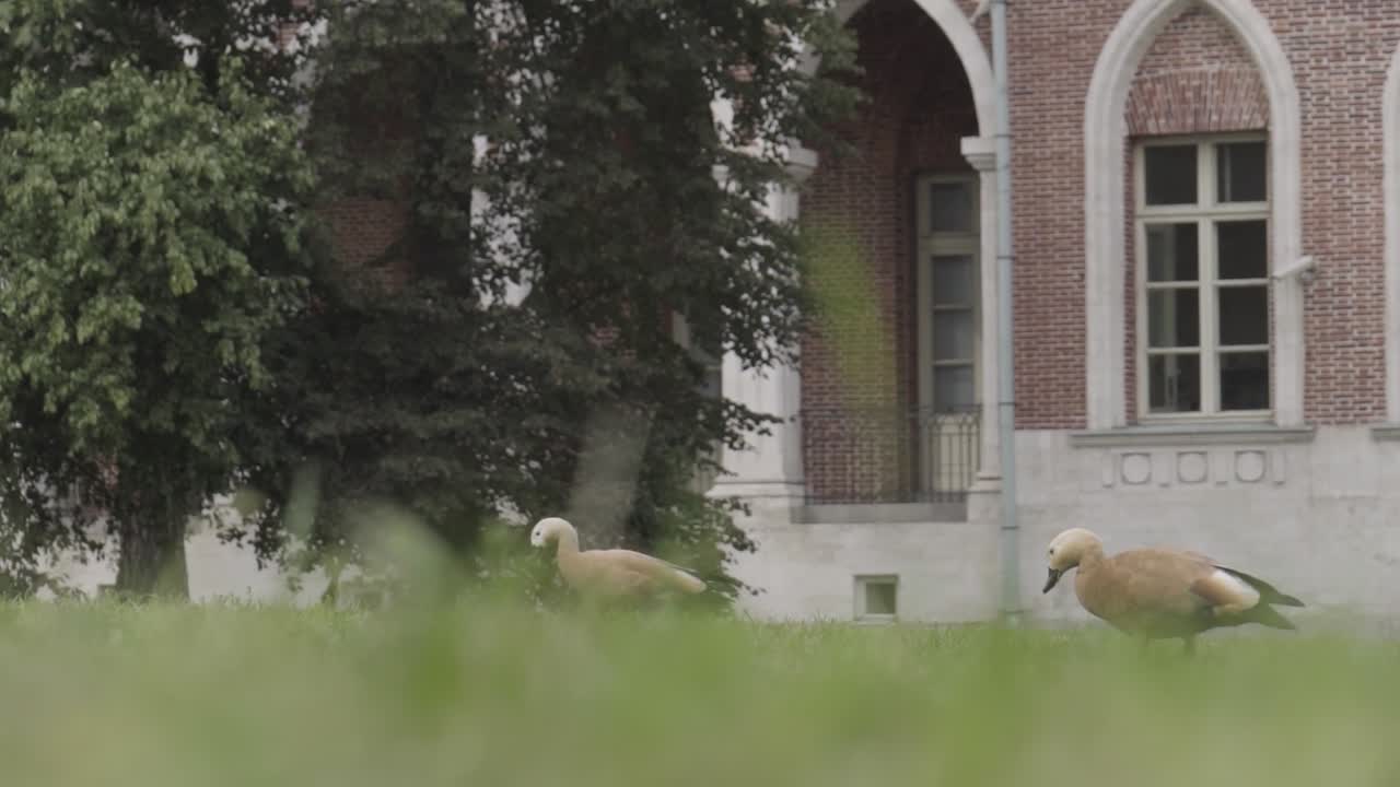 две утки в парке