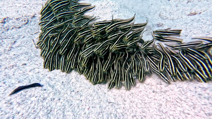 Shoal of Striped eel-catfish on the ocean floor at the Red sea - Plotosus japonicus