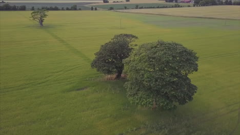 Panorámica-Aérea-De-4k-Alrededor-De-Dos-árboles-En-El-Campo