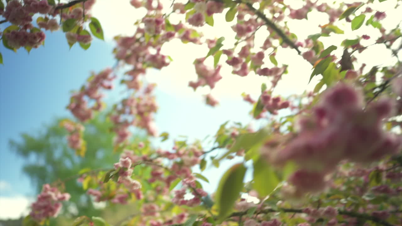 A graceful slow-motion gimbal shot moving underneath a vibrant pink blossom tree on a sunny day.