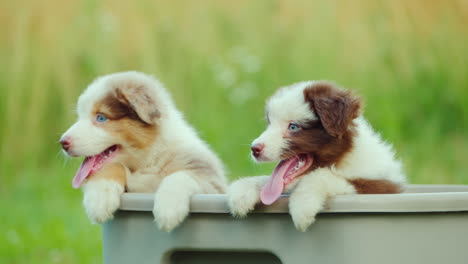 Three-Cute-Puppies-Peek-Out-Of-The-Basket-Then-Stand-In-The-Backyard-On-The-Lawn