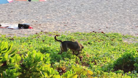 a dog wanders through beach vegetation.