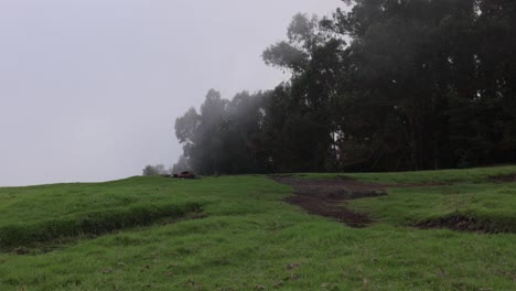 coastal wind and fog rolling over polipoli spring state recreation area in upcountry maui, hawaii