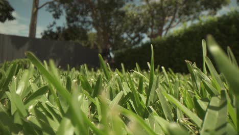 Makro-Nahaufnahme-Von-Kurzem,-Ungeschnittenem-Gras-Im-Vordergrund,-Unscharfer-Rasenmäher,-Der-In-Großer-Entfernung-Von-Der-Linse-Hin-Und-Her-Geschoben-Wird