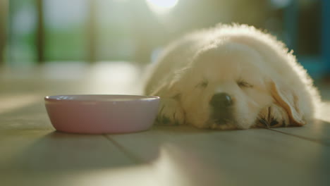 a cute little golden retriever puppy is napping near a bowl.