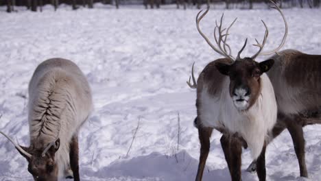 reindeer 3rd animal enters frame looking for food