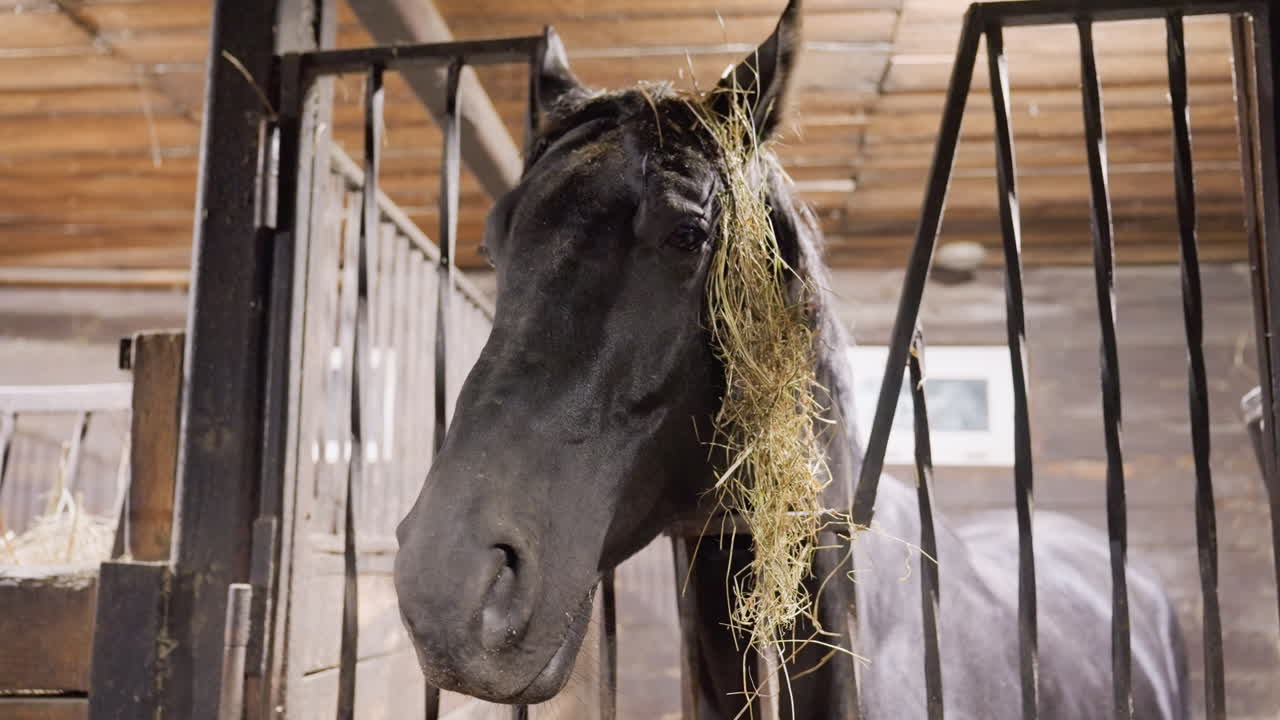 Sort hest tygger hø indendørs, blid tygning med høstrå draperet over manken, halvlukkede øjne og afslappet holdning, blødt omgivende lys fra staldspær, intimt nærbillede perfekt til landbrug.