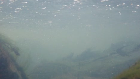 underwater elements moved by the water course