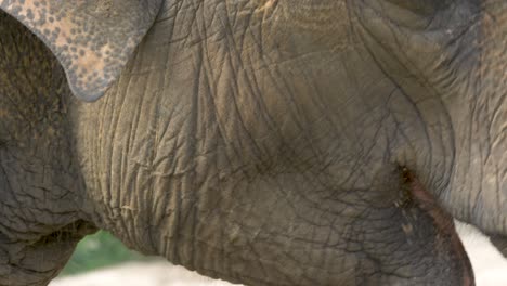 primer plano de las expresiones de un elefante afligido
