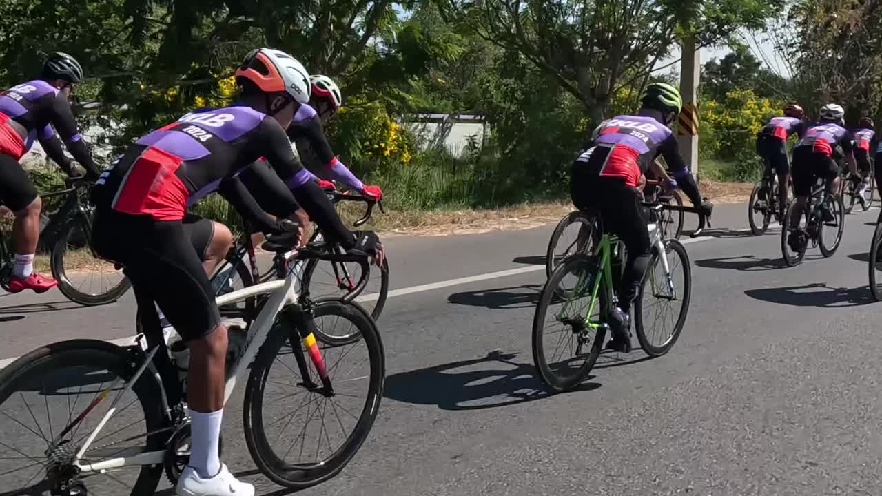 A group of cyclists competes on a sunny day, riding along a tree-lined road.