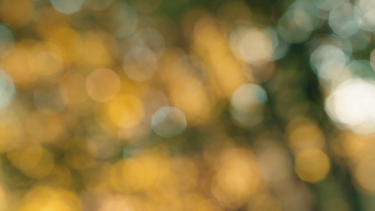 Sfondo bokeh astratto. Filmato al rallentatore di luce solare dorata sfocata che luccica tra le foglie della foresta. Texture naturale sfocata con cerchi di luce verdi e gialli