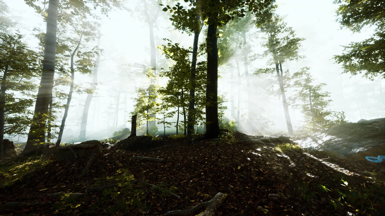 아침 안개 속 의 웅장 한 숲 의 파노라마 뷰