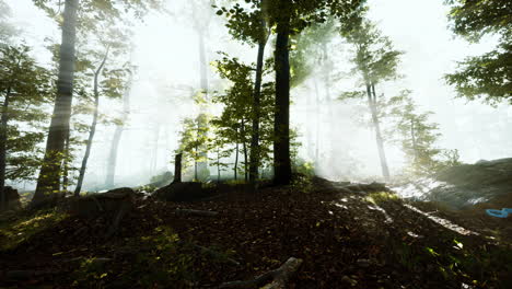 panoramic-view-of-the-majestic-forest-in-a-morning-fog