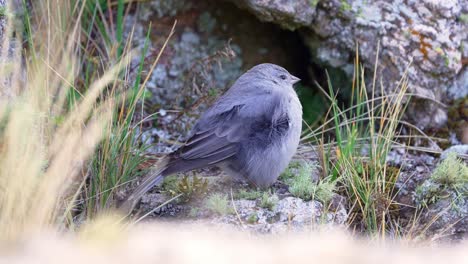 Plumbeous-Sierra-Finch-standing-on-rocky-terrain-in-the-mountains-in-a-windy-day