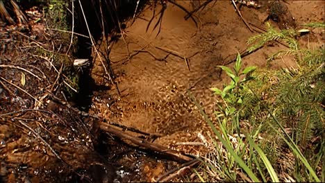 Primeros-Planos-Muestran-Un-Insecto-De-Agua-Maniobrando-Su-Camino-A-Través-De-Un-Arroyo-Un-Insecto-Alado-Se-Asienta-Sobre-Un-Registro