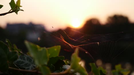 sunrise spider web in ivy vibrates gently in golden morning breeze