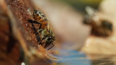 two honey bees on rocks, pulsating abdomen, close up