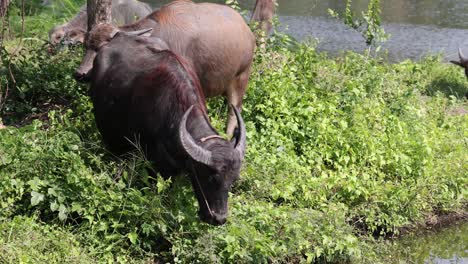 buffaloes moving and grazing in lush greenery