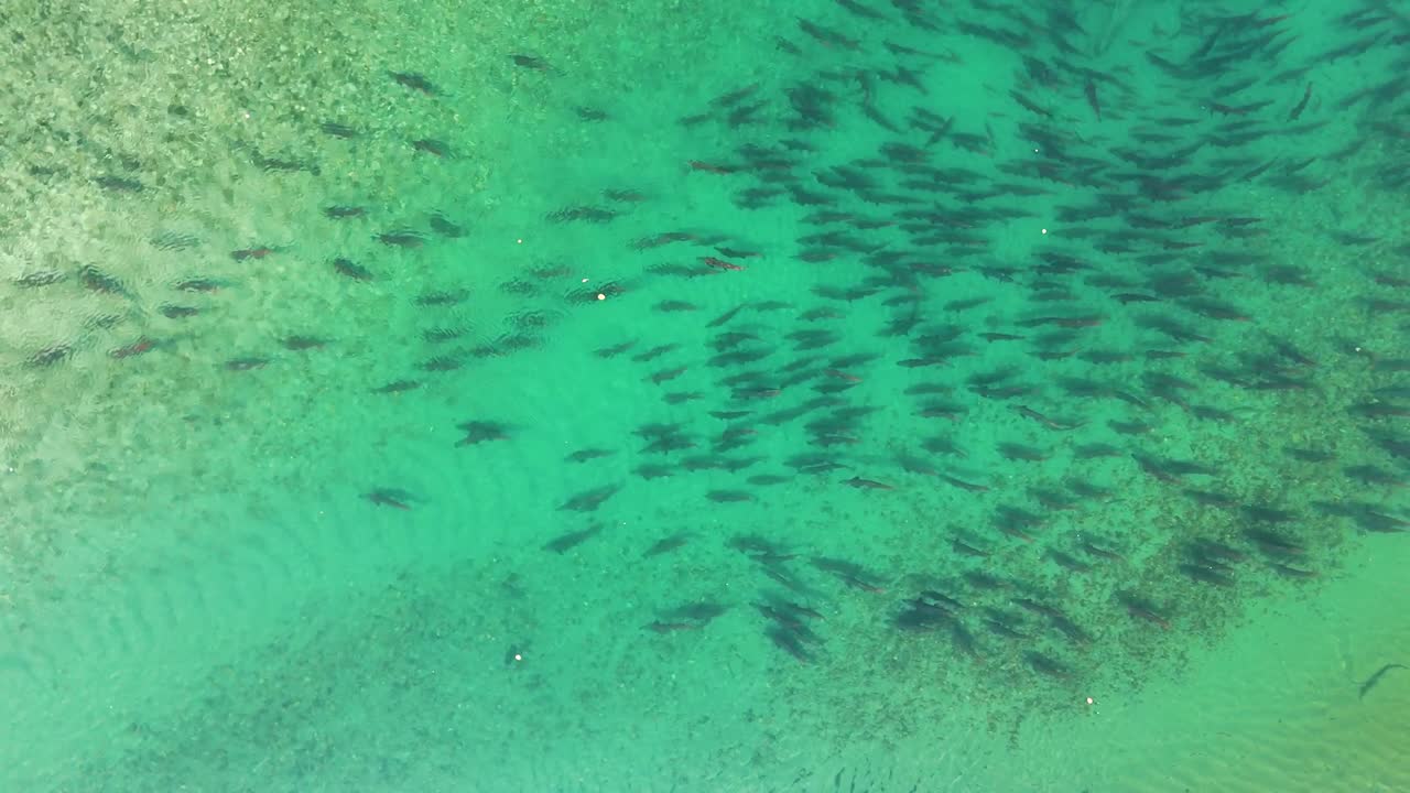 A large school of salmon swimming in clear, green-turquoise water.