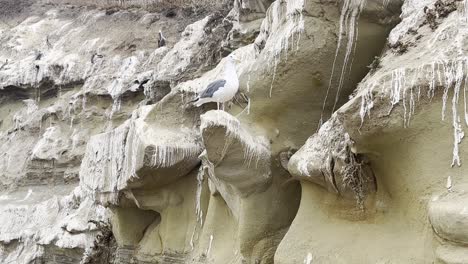 Gaviota-Junto-A-La-Pared-De-Un-Acantilado-Lleno-De-Excrementos