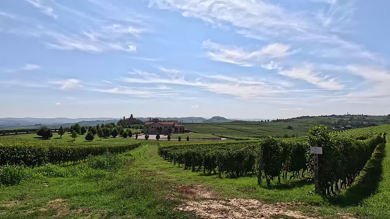 Un vigneto sotto un cielo luminoso e nuvoloso.