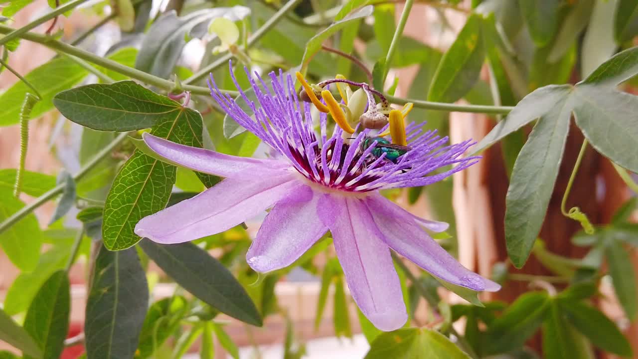 Static close-up of iridescent green bee on vibrant purple passion flower with detailed center