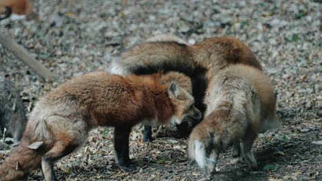 zorros en el cobertizo en zao fox village en miyagi, japón