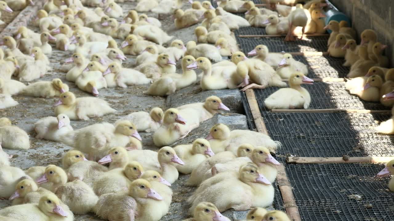 가금류 농장, 오리 새끼.