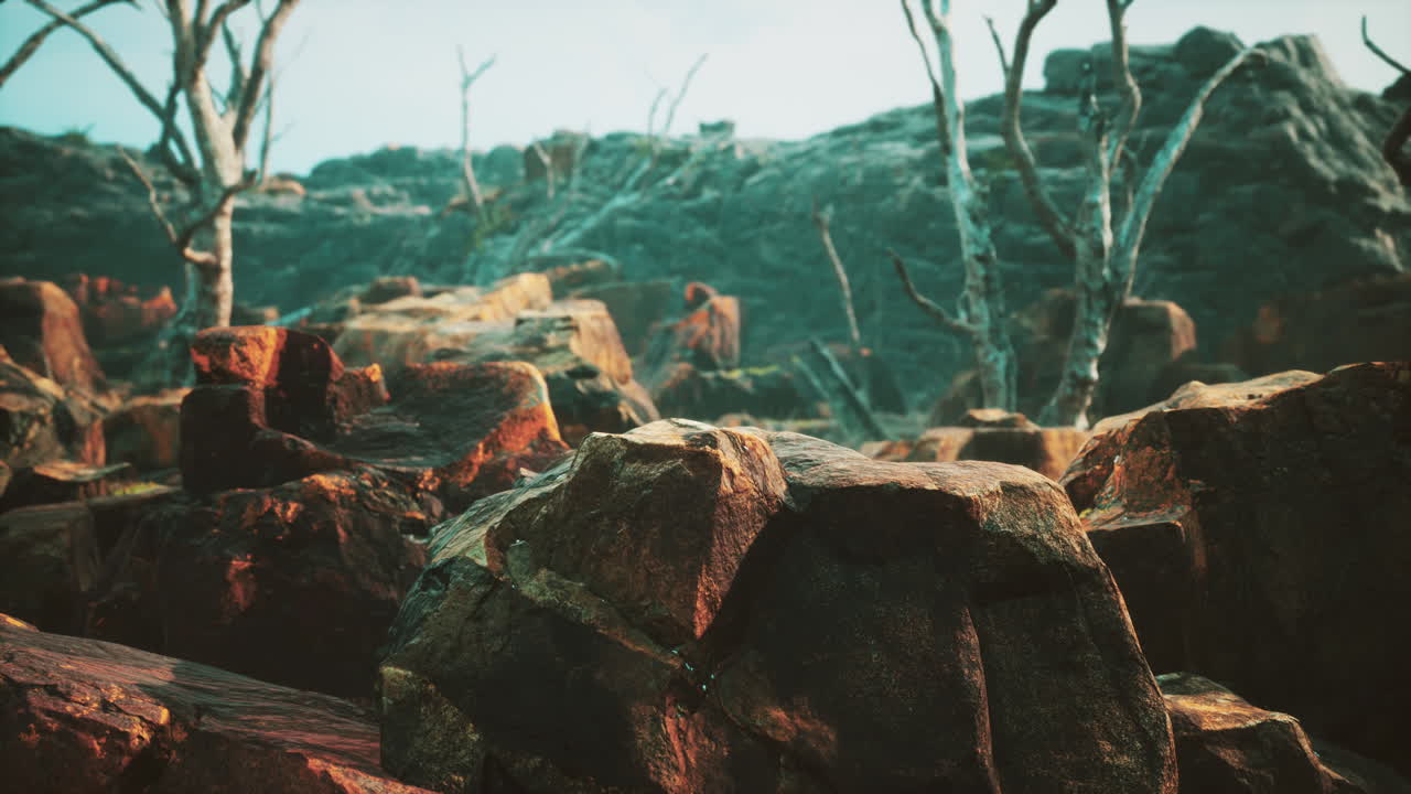 campo de piedra de lava con árboles y plantas muertas