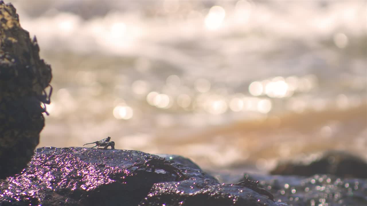 바위에 하와이 게는 해안 파도 슬로우 모션을 튀겼다