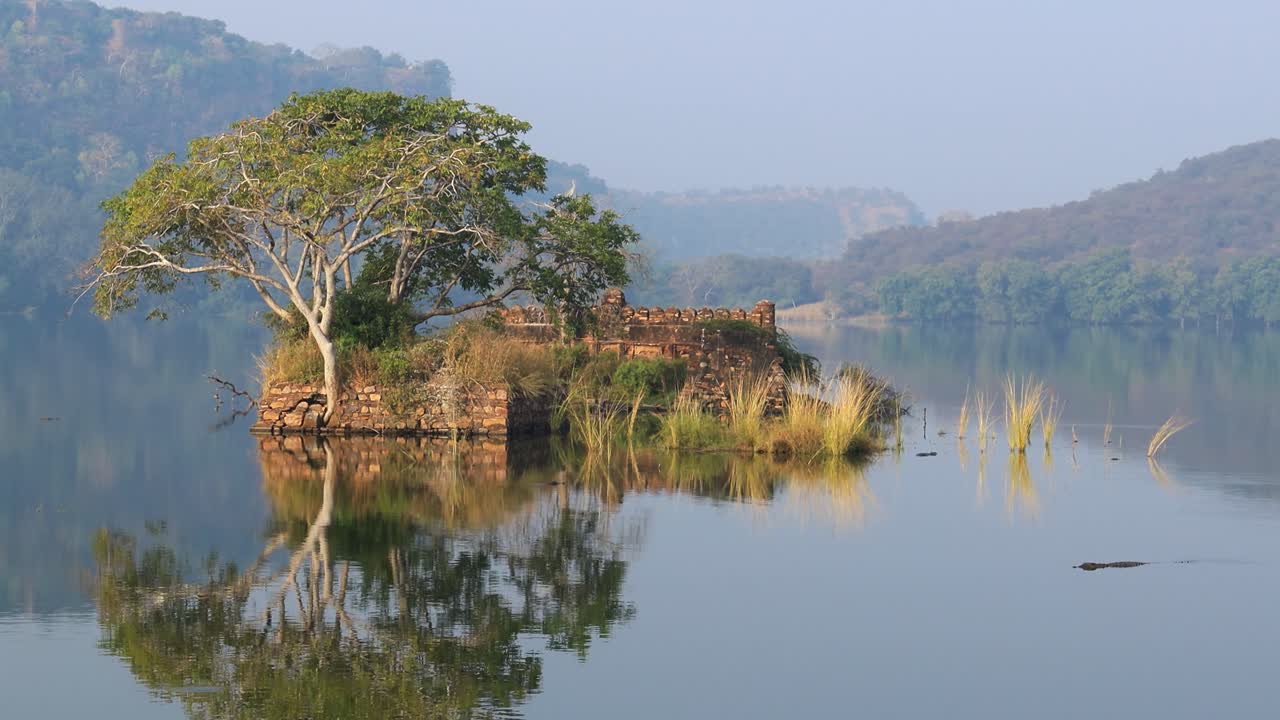 la selva de la india. el parque nacional de ranthambore rajasthan india. la hermosa naturaleza de la india