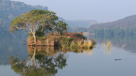 Selva-India.-Parque-Nacional-Ranthambore-Rajastán-India.-Hermosa-Naturaleza-De-La-India