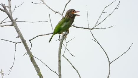 Braunköpfiger-Barbet-Im-Baum-Uhd-Mp4-4k.