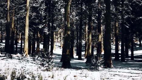 sunset or sunrise in the winter pine forest covered with a snow