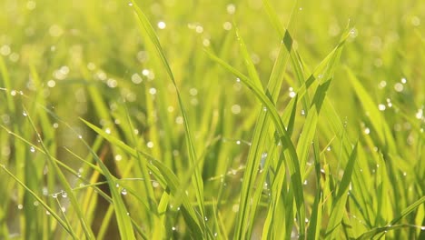 enfoque selectivo de la hierba de arroz en los arrozales con granos de rocío matutino