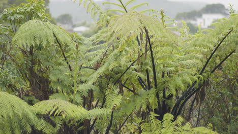 rain pouring on tree ferns during rainy day. - pan right shot