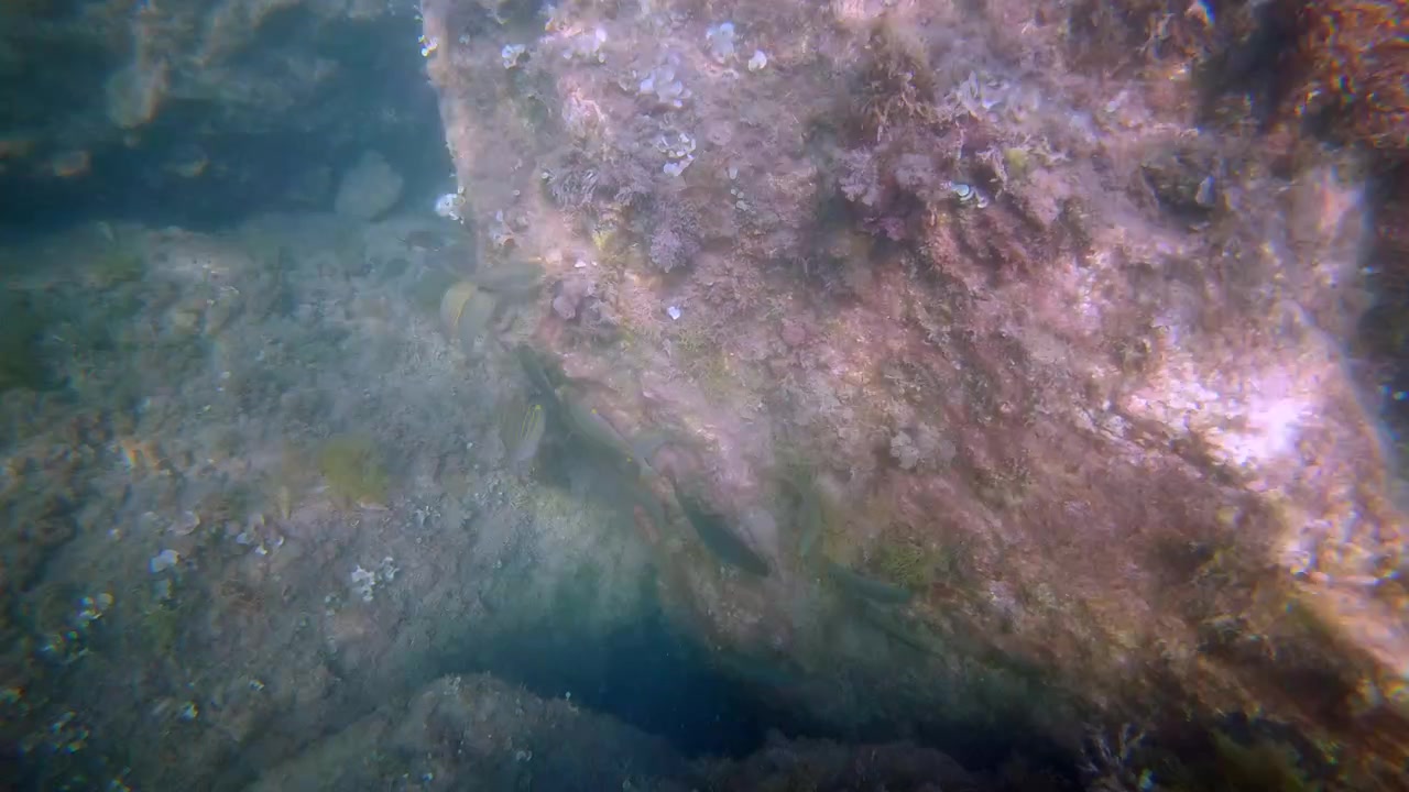 Underwater view of a rocky seabed covered with algae and sea plants, with sunlight filtering through blue Mediterranean water