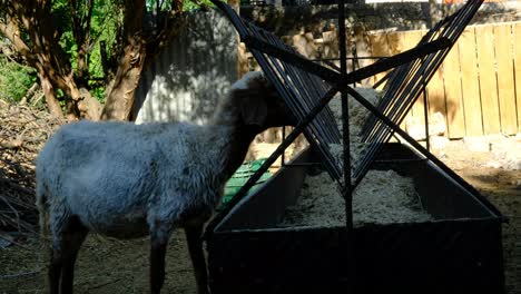 las ovejas comen heno en la granja de animales
