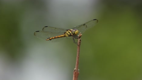 beautiful dragonfly waiting for food