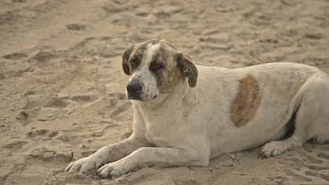 perro acostado descansando, caminando, corriendo, ladrando 4k uhd