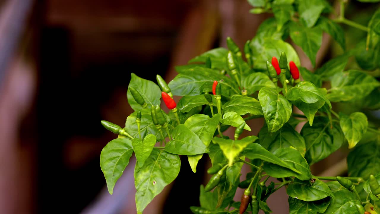 Small red and green chili pepper on tree with leaves