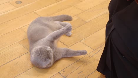 grey scottish fold cat on wooden floor