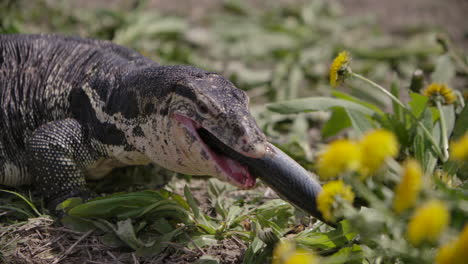 Asian-water-monitor-swallowing-a-fish-in-the-wild