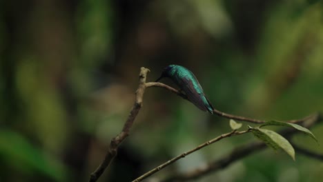 colibrí violetear despegue jungla de costa rica