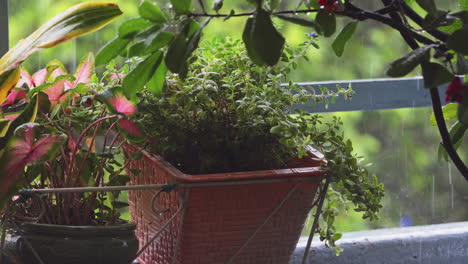 captivating rain gracefully falls on a potted plant situated on a garden balcony during the tranquil morning hours, with a blurred backdrop of lush garden plants